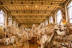 museum d'histoire naturelle