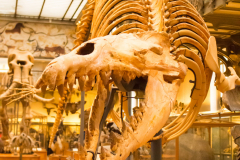 museum d'histoire naturelle