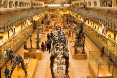 museum d'histoire naturelle